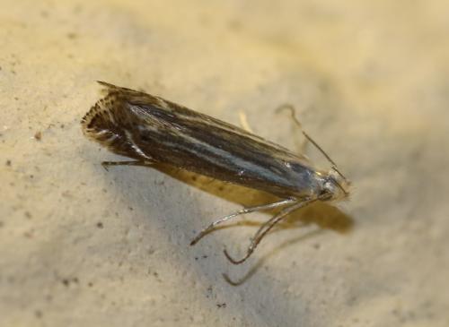 Réf. 263 161 : Isophrictis sp.